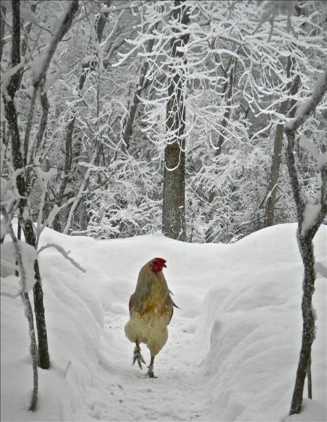 chicken in the snow